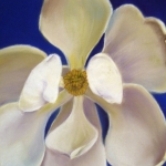 hollister_morning_magnolia_large