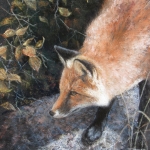 Focus - Red Fox