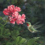 Geranium Café - Broad-tailed Hummingbird