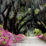 olson_savannah-large