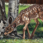 58726-fawn_wonder-82320242249-123863