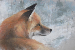 58875-red_fox_portrait-83020251819-19692