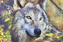 58875-springtime_wolf-9520251625-80811 58875-springtime_wolf-9520251625-80811