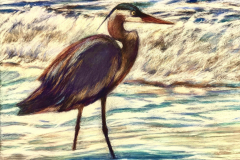 59011-blue_heron__looking_for_breakfast-952026109-45620