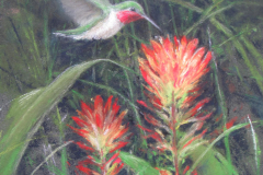 59011-broad-tailed_bounty-9920261549-19692