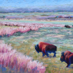Buffalo-Grazing-B.Cook_