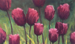 Royal Tulips