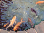 Koi Pond