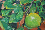 Montecatini Lemon