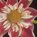 hollister_summer_dahlia_large