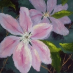 moores_clematis_500H