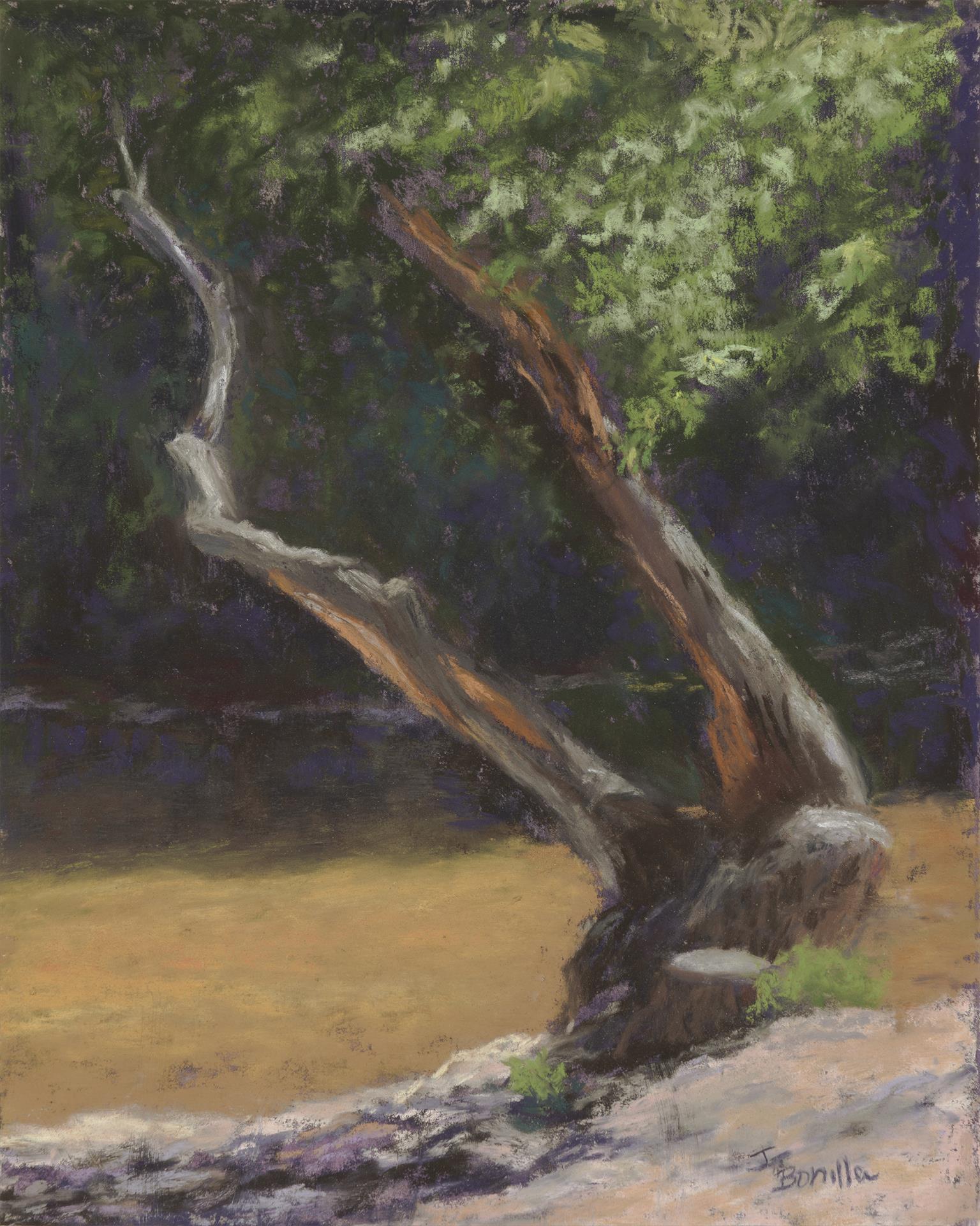 Joyce Bonilla: Lone Tree