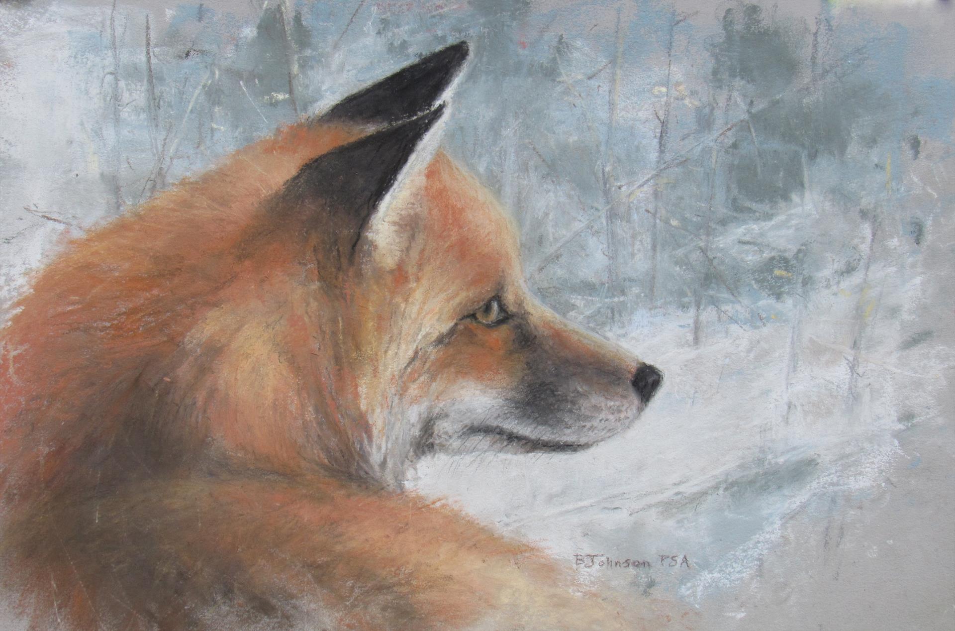 Becky Johnson: Red Fox Portrait